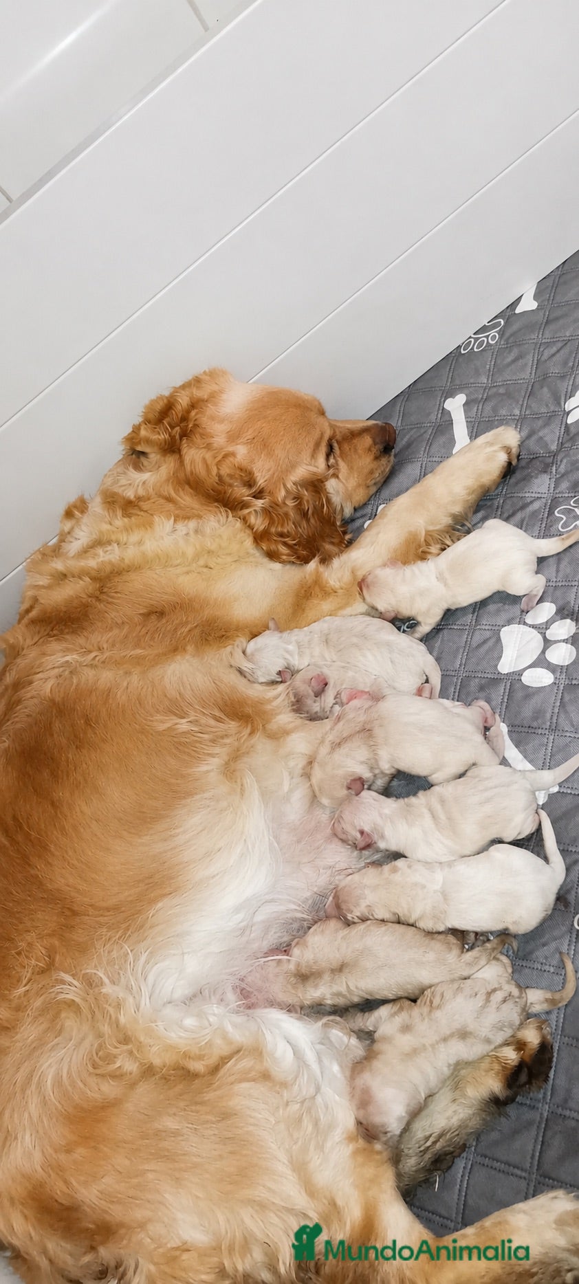 Golden Retriever perros Preciosa cachorra de olden retriever  - Anuncio 2