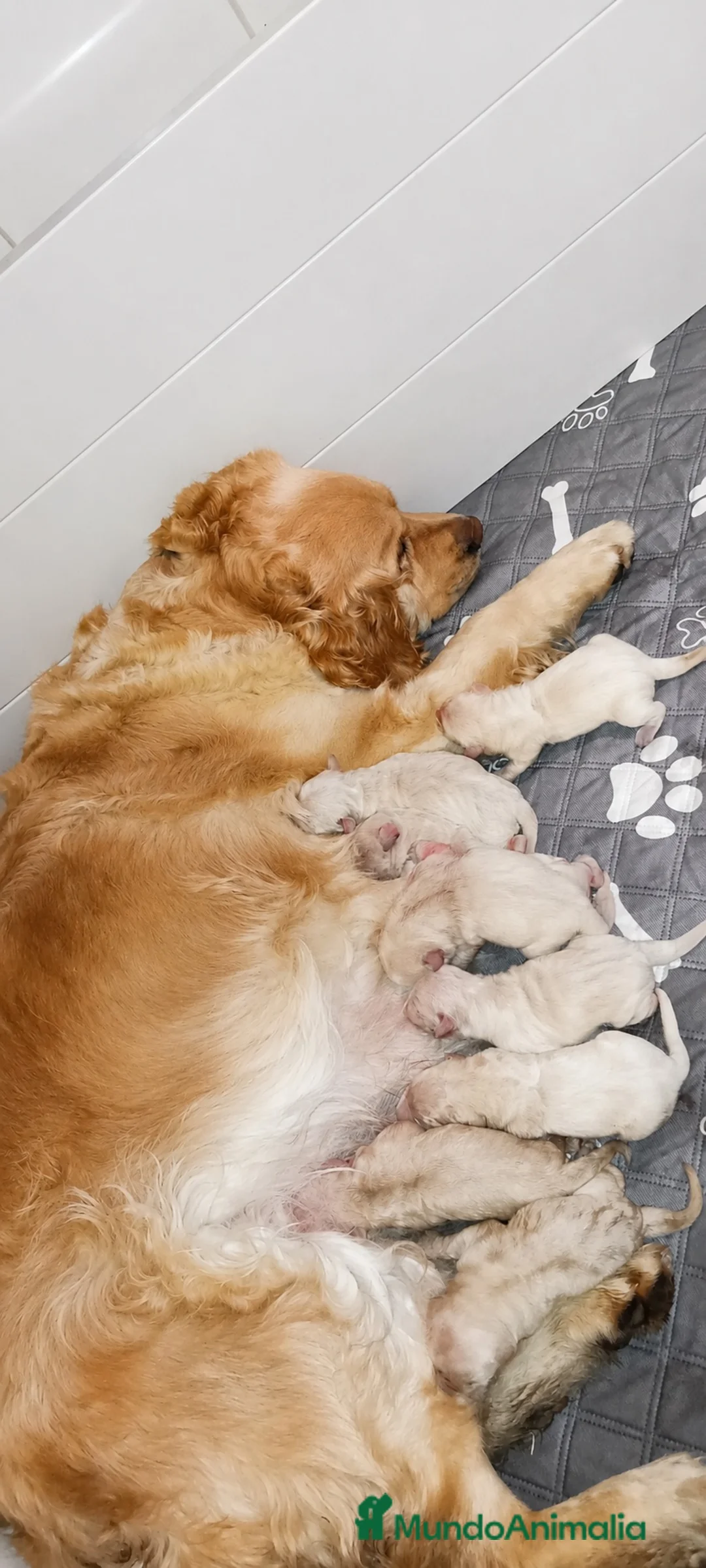 Golden Retriever perros en venta: Preciosa cachorra de olden retriever  - Anuncio 2