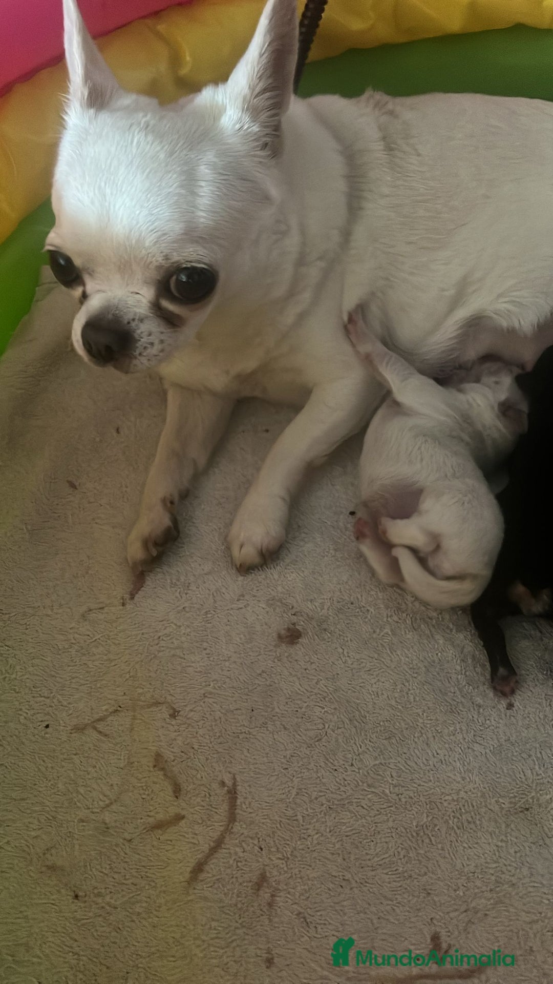 Chihuahua perros en venta: Chihuahua minitoy - Anuncio 1