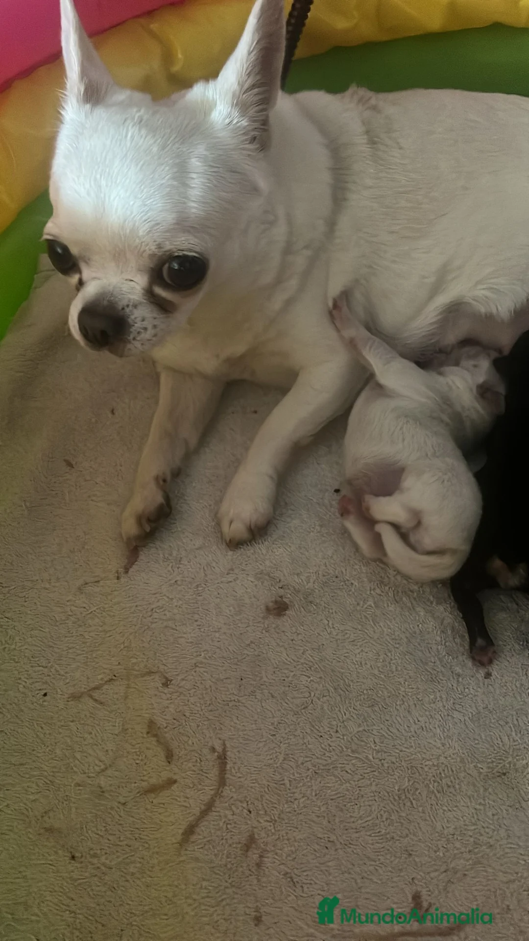 Chihuahua perros en venta: Chihuahua minitoy - Anuncio 1