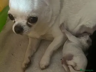 Chihuahua perros Chihuahua minitoy - Anuncio 2