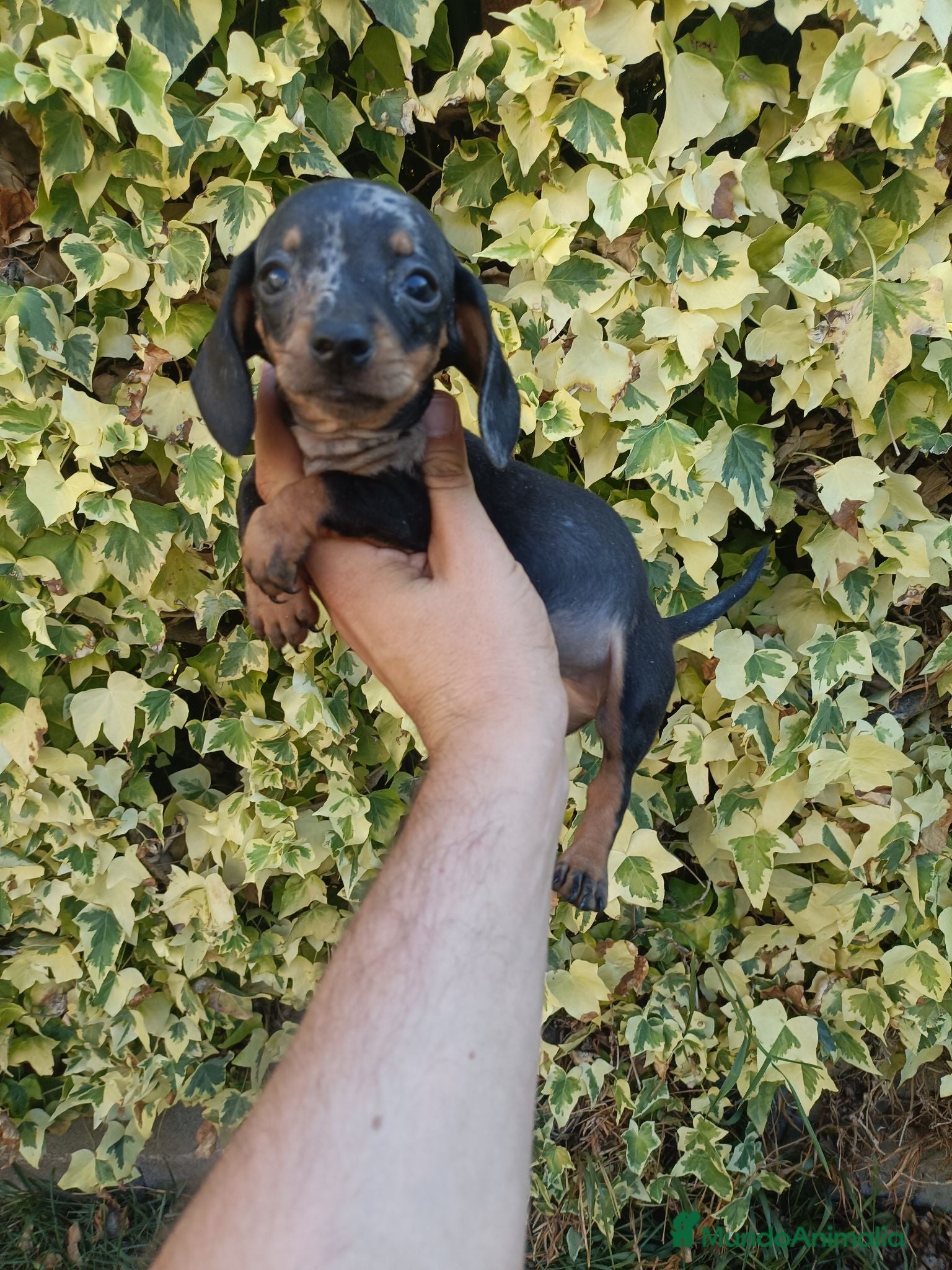 Teckel Miniatura perros Hembrita de Teckel - Anuncio 1