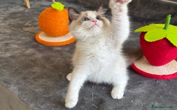 Ragdoll gatos en venta: Gatito Ragdoll - Imagen 6