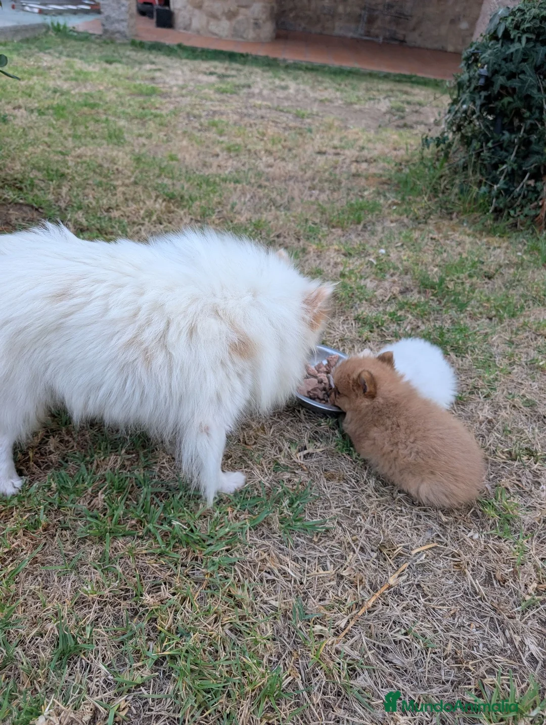 Spitz pequeño - Kleinspitz perros en venta: Kleinspitz pomeranias  - Anuncio 2