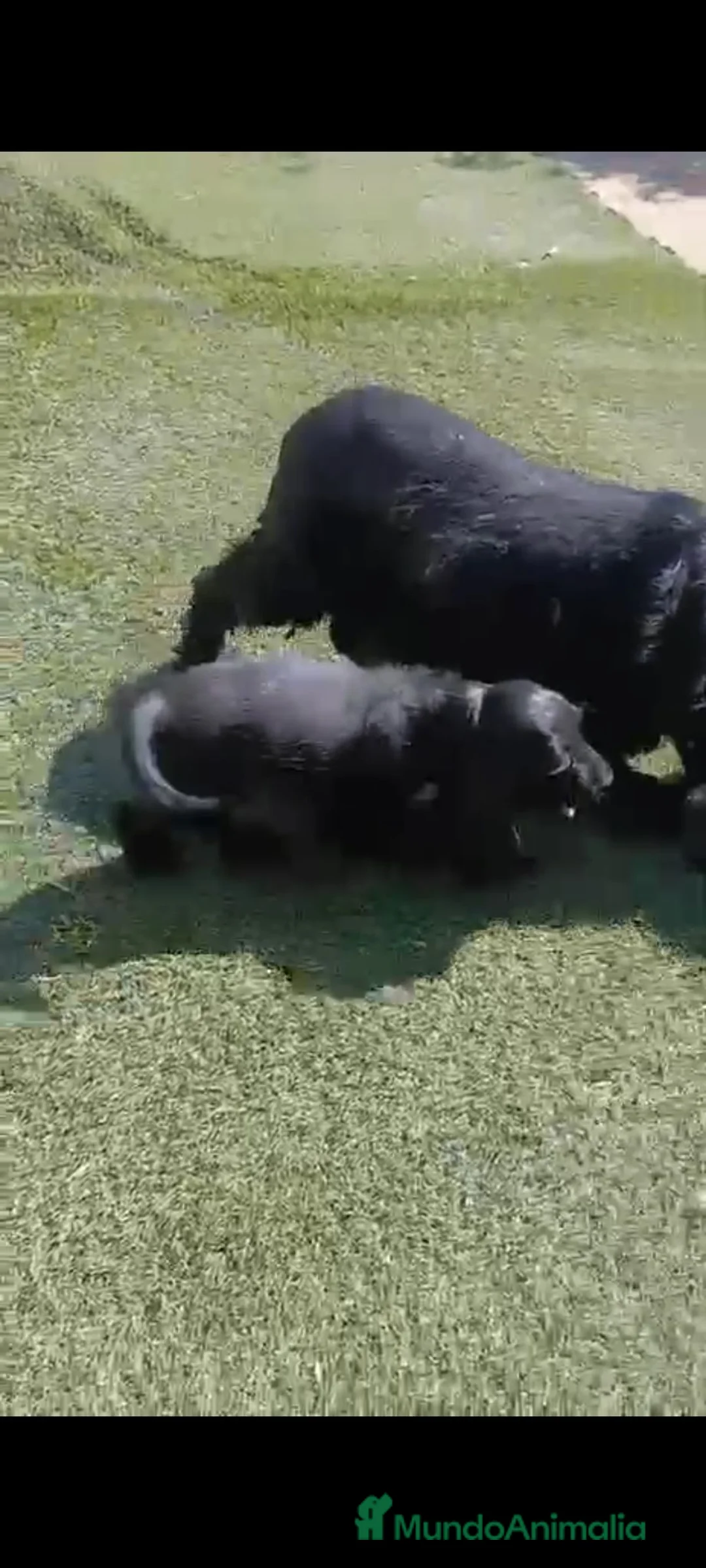 Cocker Spaniel Inglés perros en venta: Cocker spaniel inglés  - Anuncio 2
