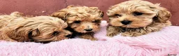 Maltipoo perros en venta: Maltipoo precio real  - Anuncio 2