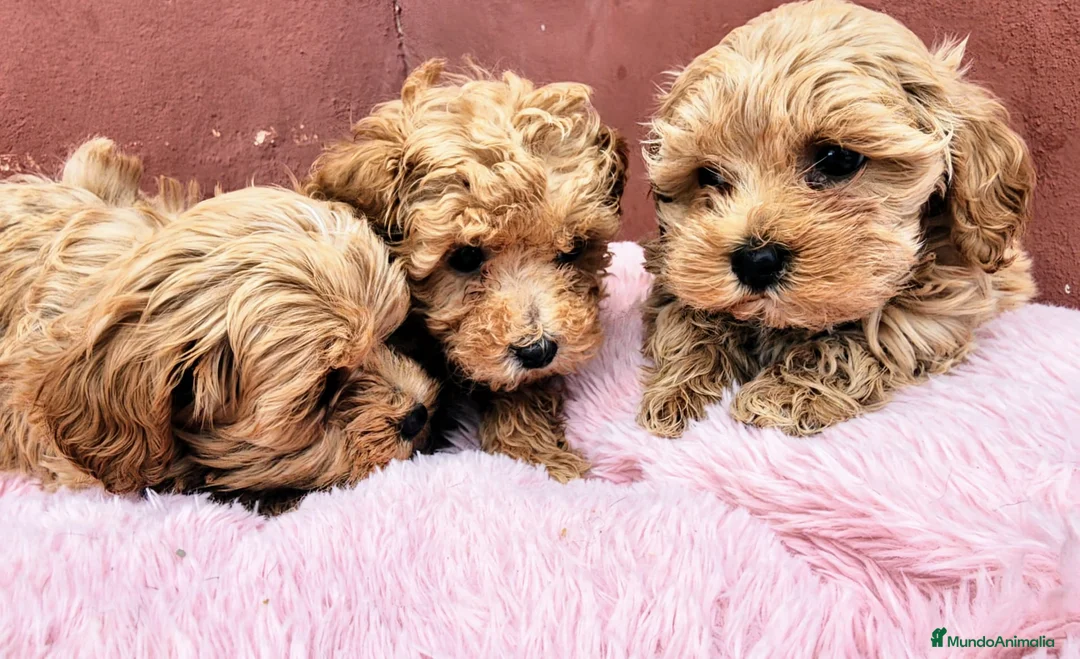 Maltipoo perros en venta: Maltipoo precio real  - Anuncio 2
