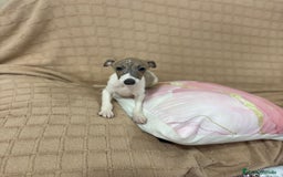 Pequeño Lebrel Italiano perros en venta: Lebrel italiano  - Imagen 8