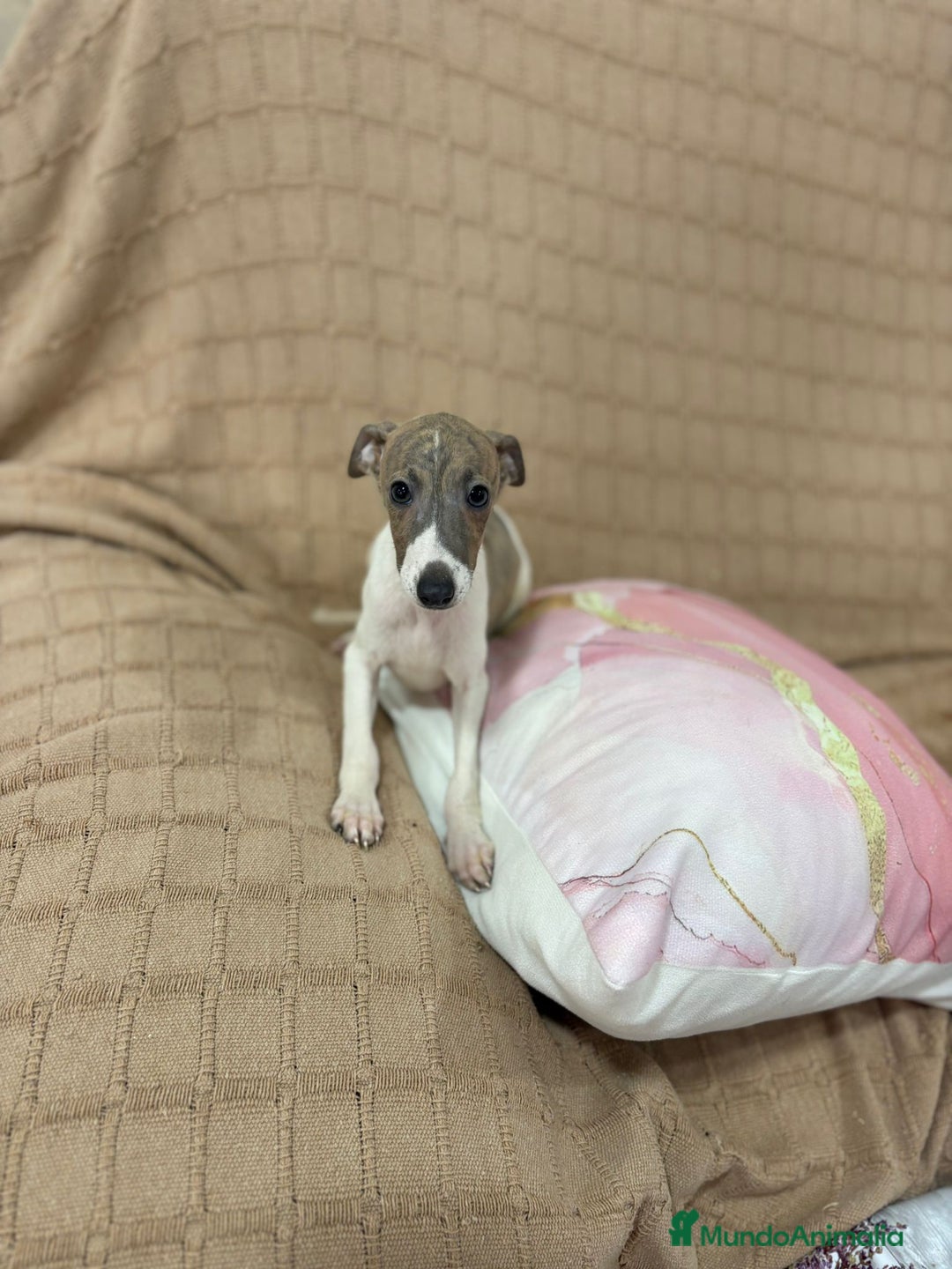 Pequeño Lebrel Italiano perros en venta: Lebrel italiano  - Imagen 8