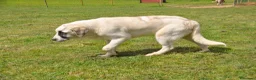 Mastín Español perros en venta: Mastin Español Autóctono Ganadero - Anuncio 4