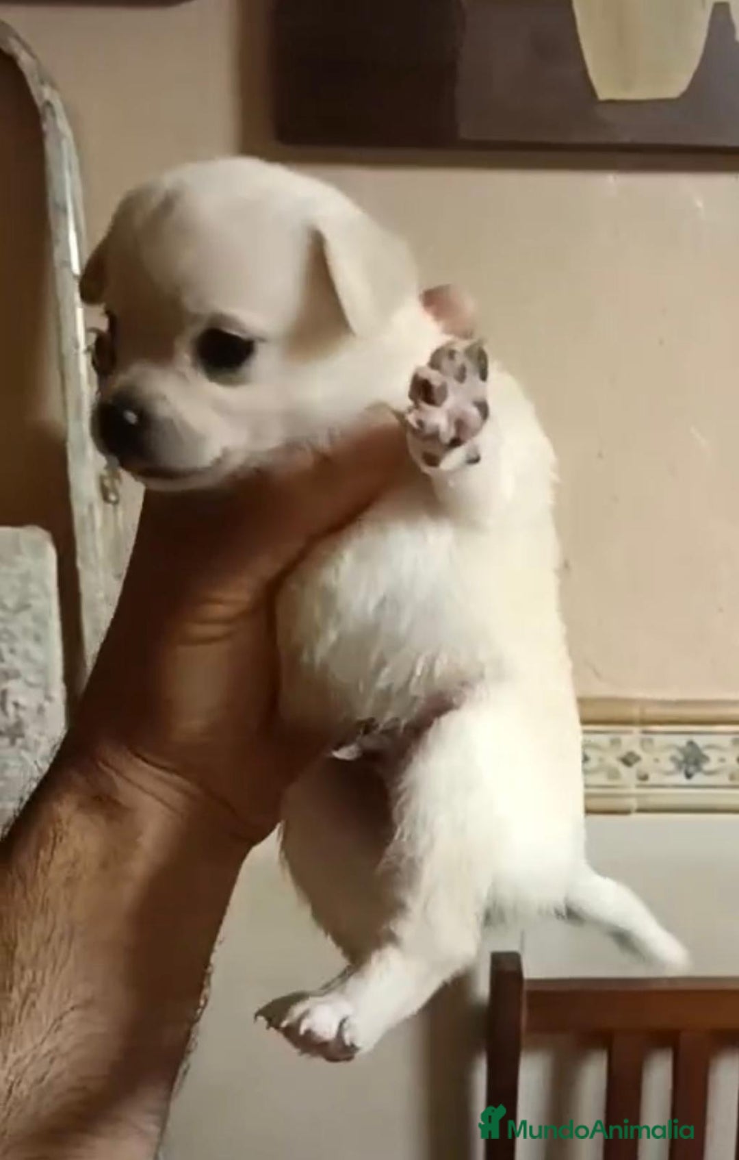 Chihuahua perros en venta: 2 chihuahuas toy - Imagen 8