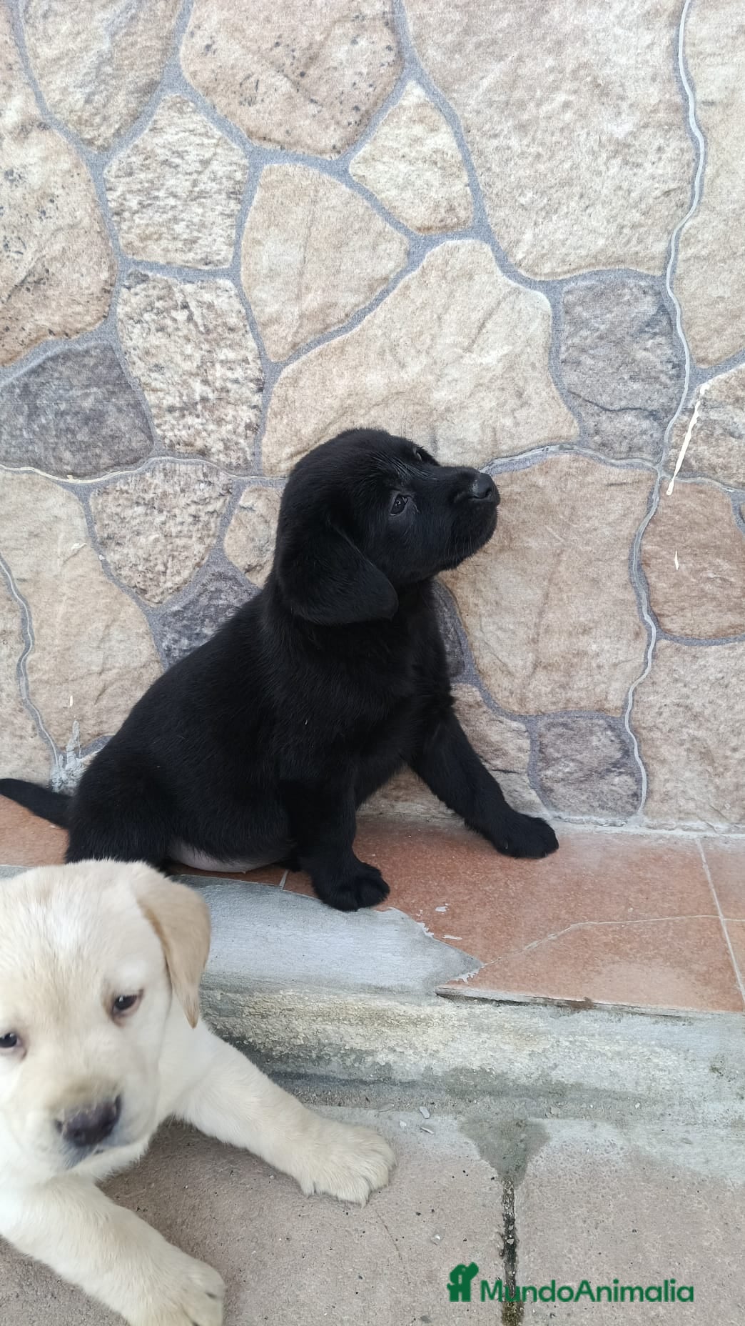 Labrador Retriever perros Hembra labrador retriever negra disponible🐾🐶 - Anuncio 1
