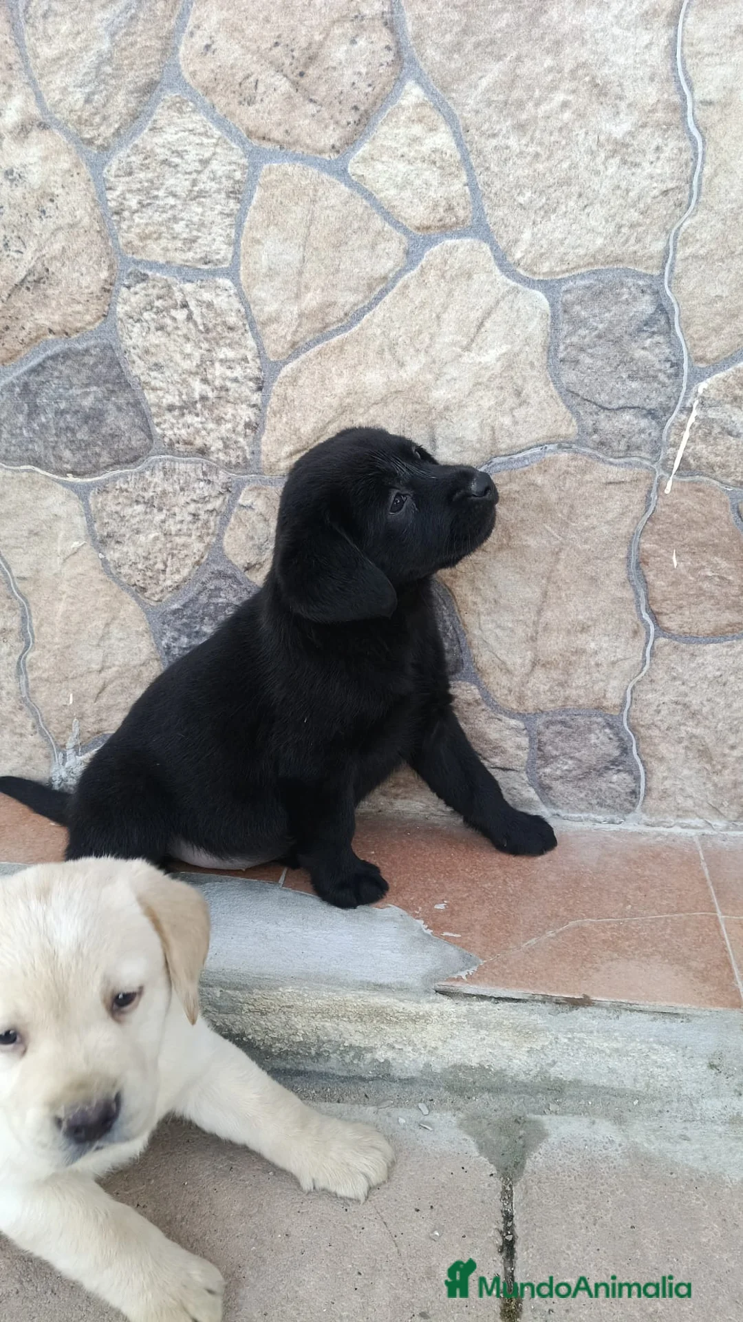 Labrador Retriever perros en venta: Hembra labrador retriever negra disponible🐾🐶 en Málaga - Anuncio 1