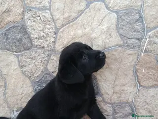 Labrador Retriever perros Hembra labrador retriever negra disponible🐾🐶 - Anuncio 1