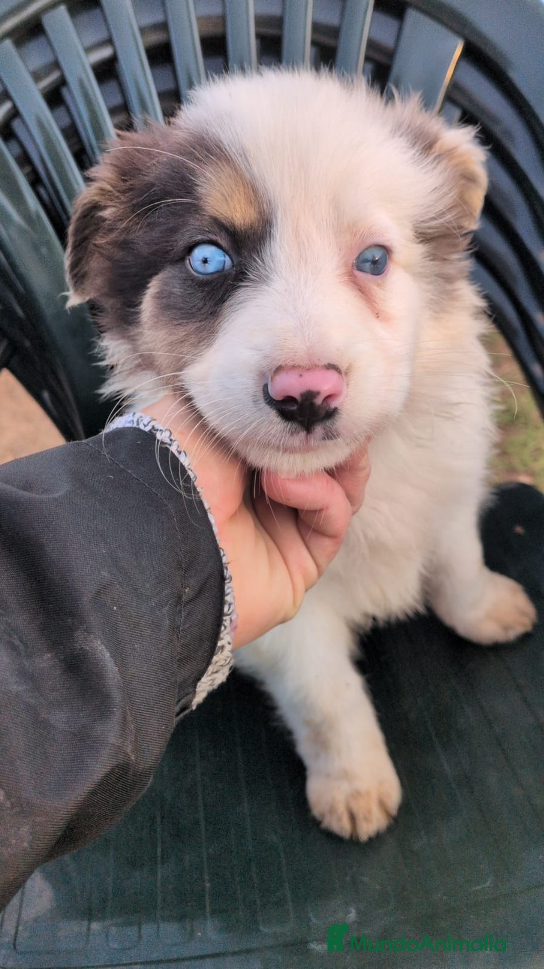 Border Collie perros en venta: BORDER COLLIE MACHO - Anuncio 5