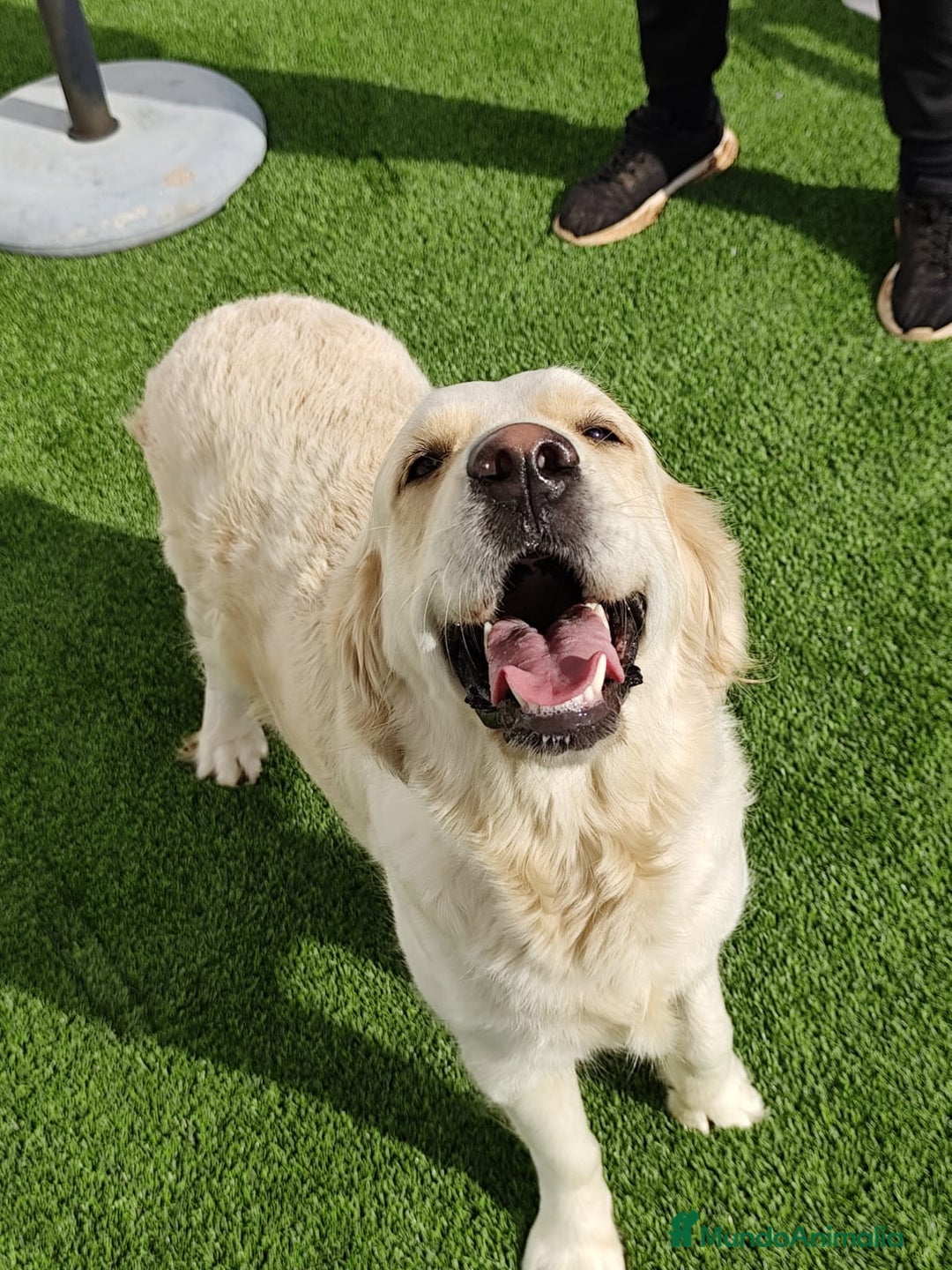 Golden Retriever perros en venta: PRECIOSOS GOLDEN RETRIEVER  - Imagen 11