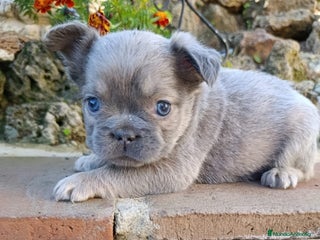 Bulldog Francés perros bulldog francés - Anuncio 1