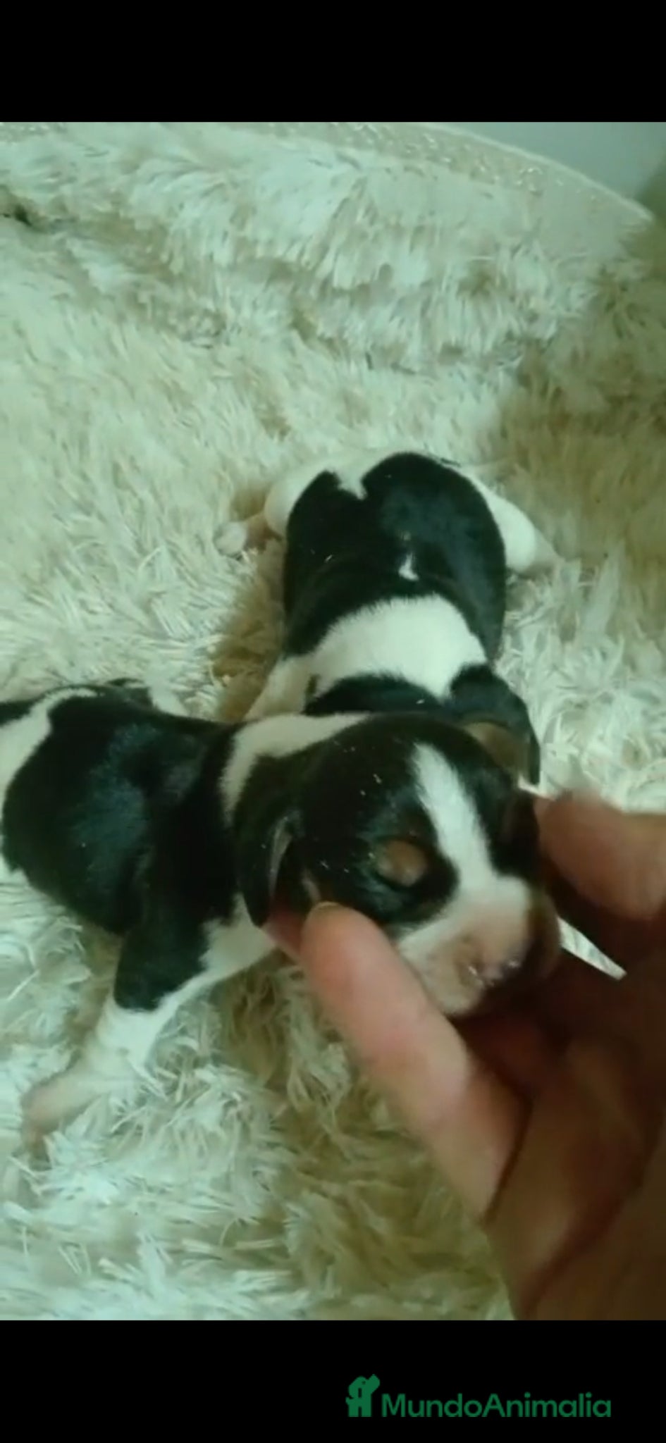 Beagle perros Beagle - Anuncio 1