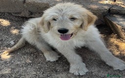 Goldendoodle perros en venta: Goldendoodle  - Imagen 2