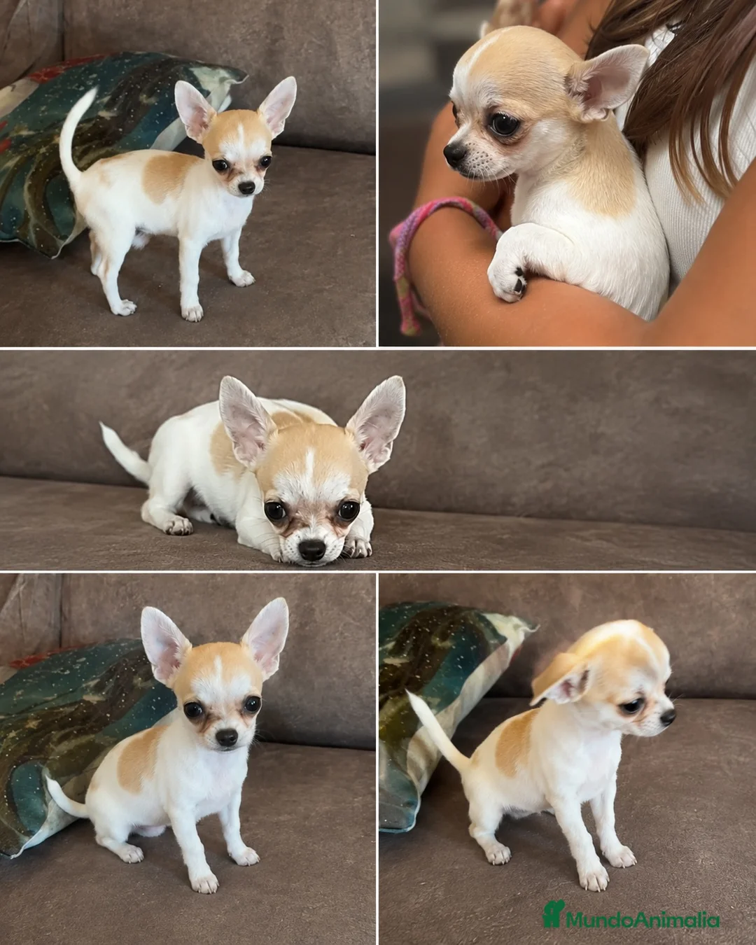 Chihuahua perros en venta: Cachorro super toy - Anuncio 1