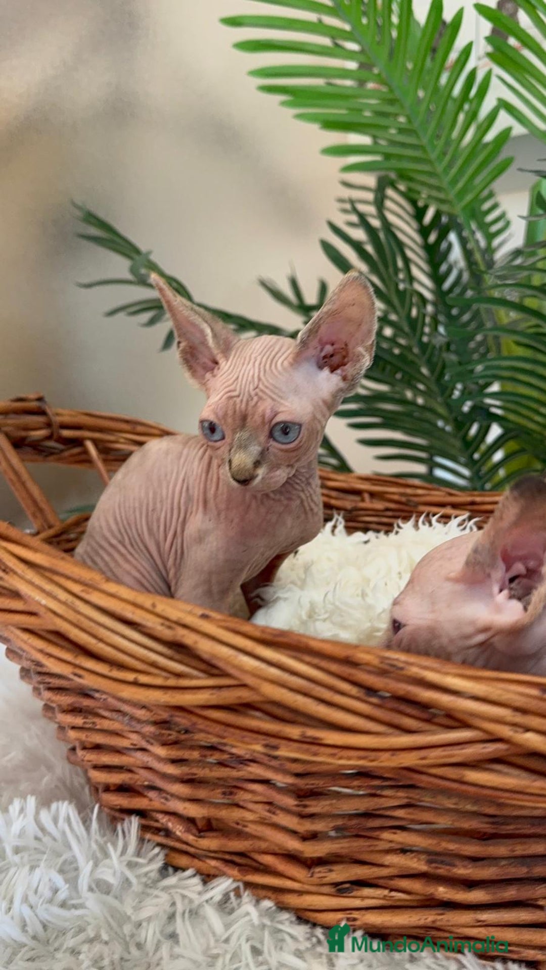 Sphynx gatos en venta: GATITAS SPHYNX - Anuncio 23