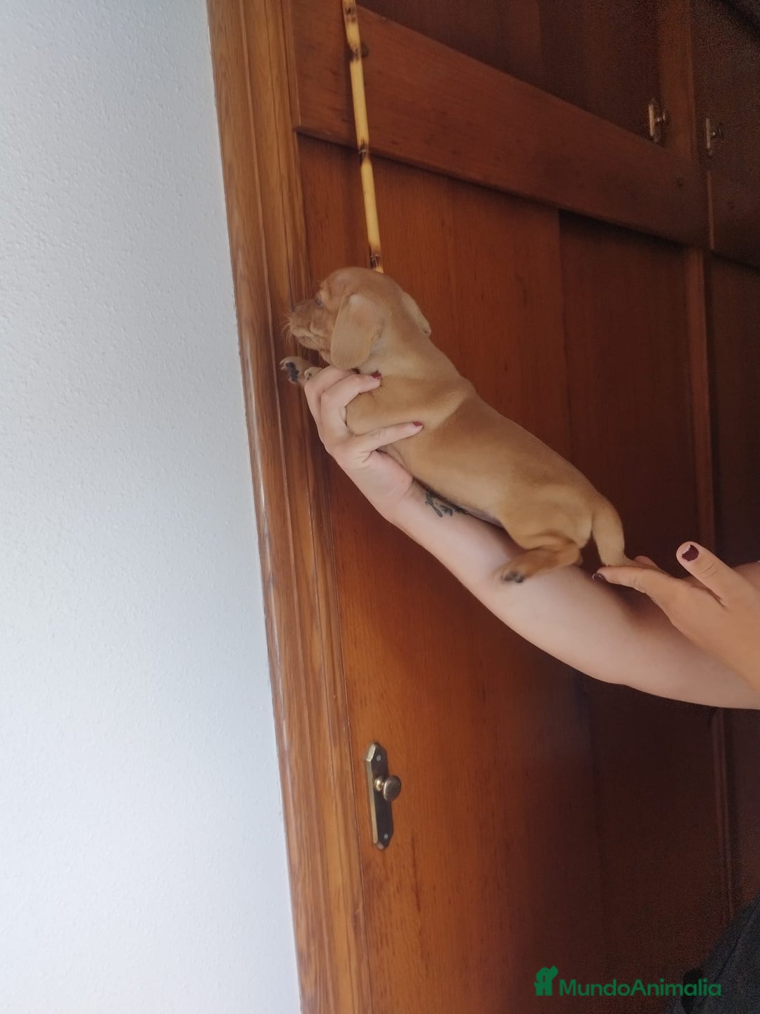 Teckel perros en venta: TECKEL PURA RAZA. CALIDAD Y SELECCIÓN  - Imagen 2