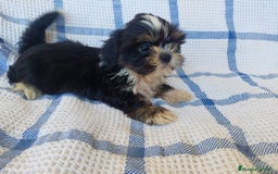 Shih Tzu perros en venta: SHIH TZU MACHO CALIDAD Y SELECCIÓN  - Imagen 3