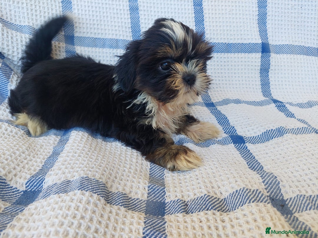 Shih Tzu perros en venta: SHIH TZU MACHO CALIDAD Y SELECCIÓN  - Imagen 3
