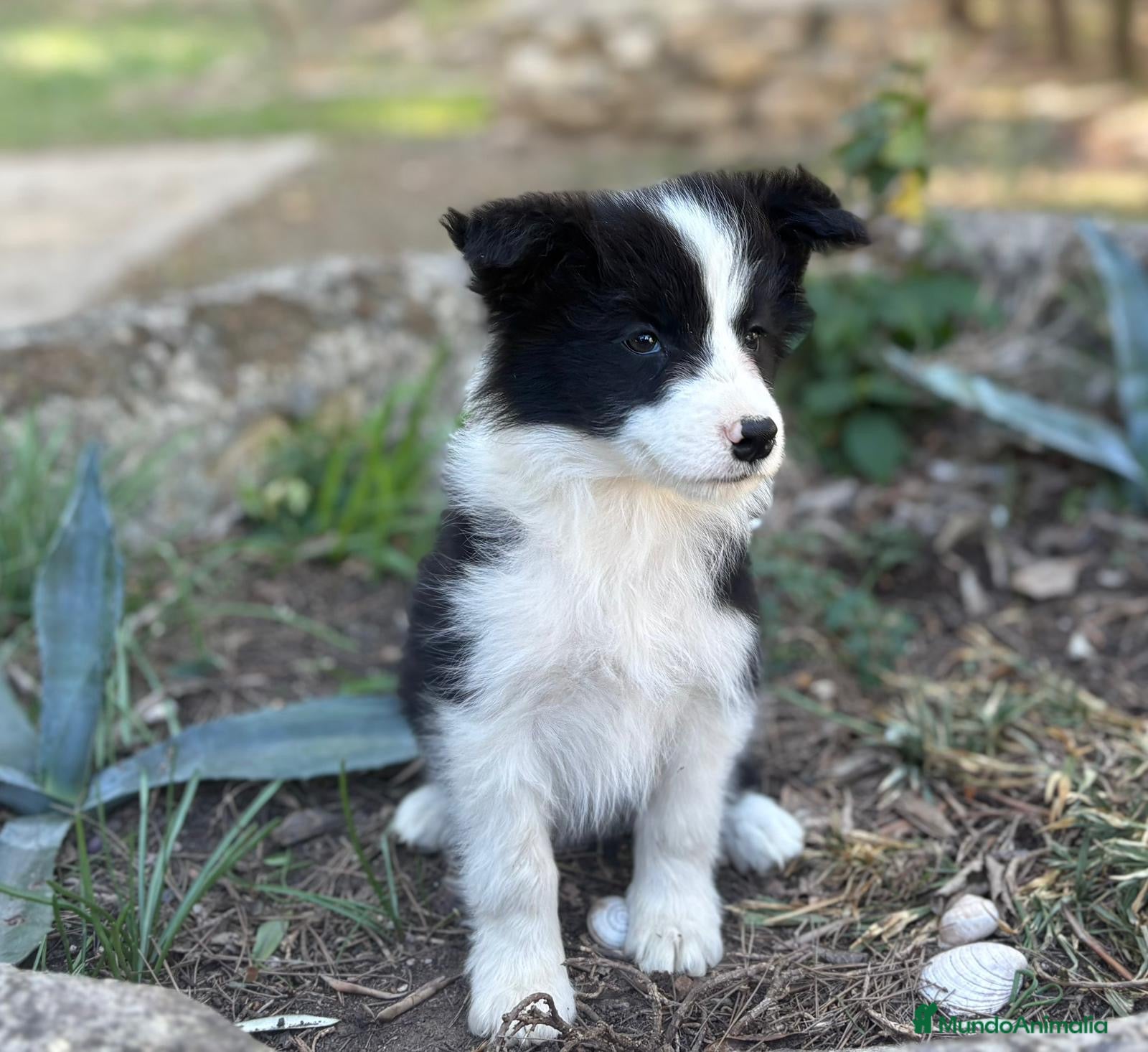 Border Collie perros 🐾 CACHORROS BORDER COLLIE DE ALTA CALIDAD 🐾 - Anuncio 28