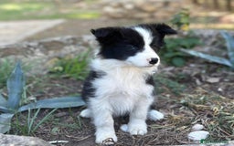 Border Collie perros en venta: 🐾 CACHORROS BORDER COLLIE DE ALTA CALIDAD 🐾 - Anuncio 1