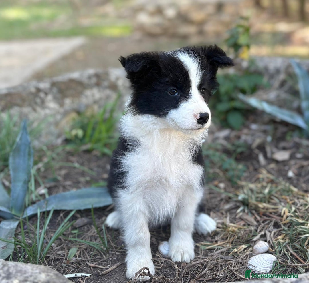 Border Collie perros en venta: 🐾 CACHORROS BORDER COLLIE DE ALTA CALIDAD 🐾 - Anuncio 1