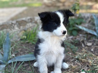 Border Collie perros - Anuncio 9
