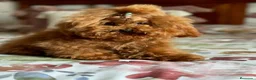 Caniche Toy perros en venta: Caniche toy nueva camada !!! - Anuncio 10