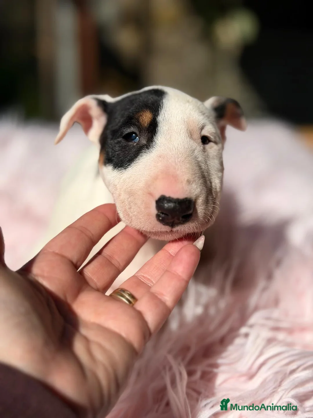Bull Terrier Miniatura perros en venta: BULLTERRIER MINIATURA DISPONIBLES - Anuncio 1