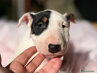 Bull Terrier Miniatura perros BULLTERRIER MINIATURA DISPONIBLES - Anuncio 1