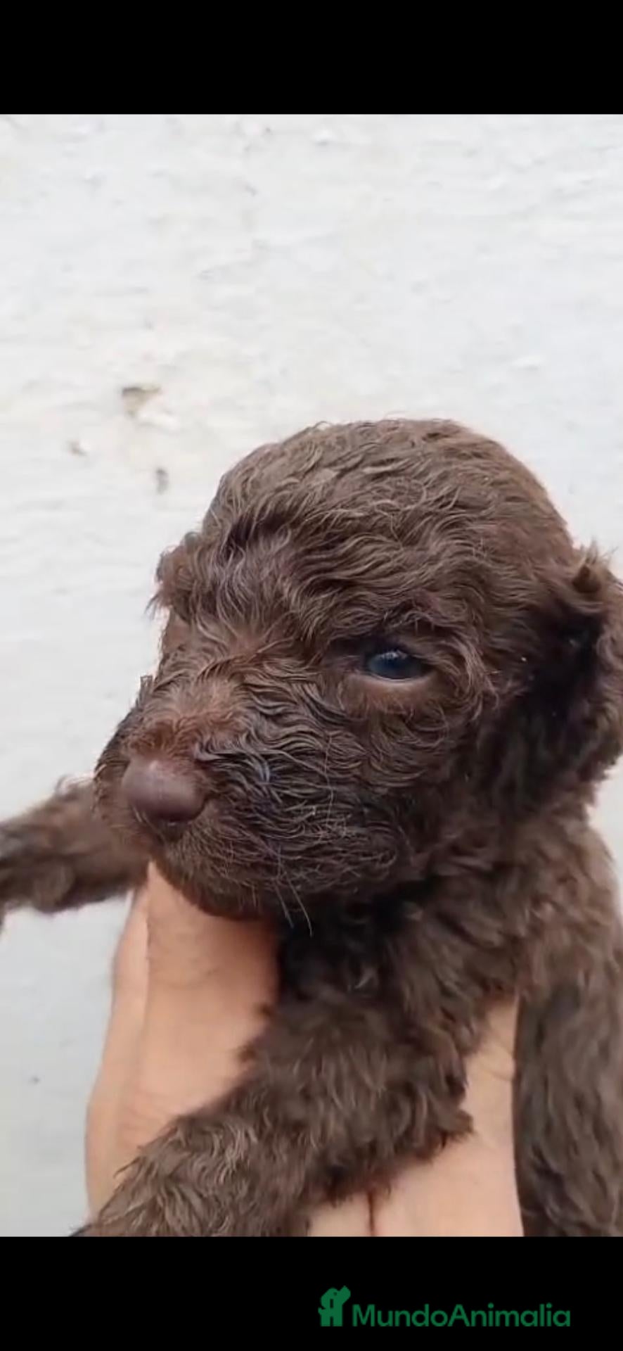 Perro de Agua Español perros Perros de agua  - Anuncio 1