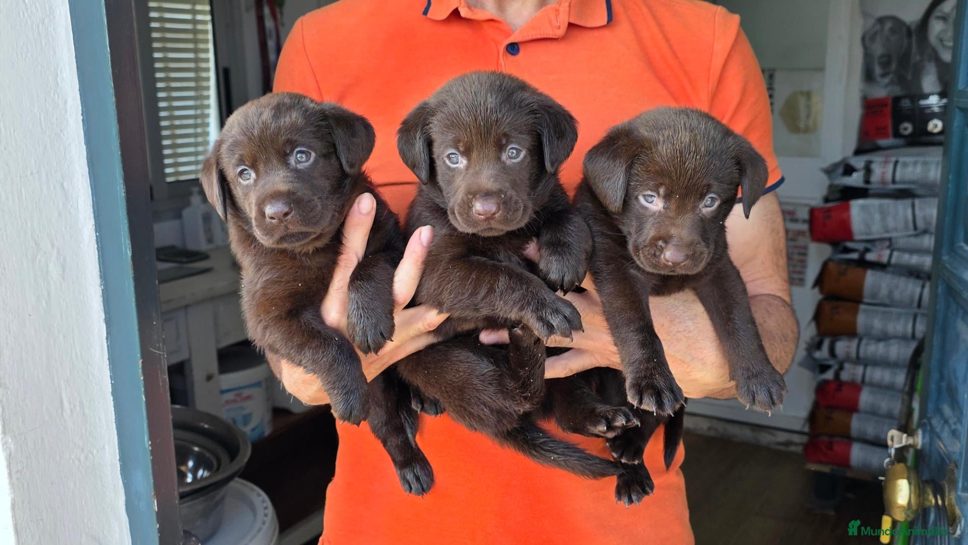 Labrador Retriever perros LABRADOR CHOCOLATE DISPONIBLE - Anuncio 1