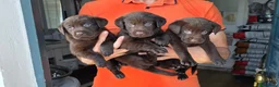 Labrador Retriever perros en venta: LABRADOR CHOCOLATE DISPONIBLE - Anuncio 1