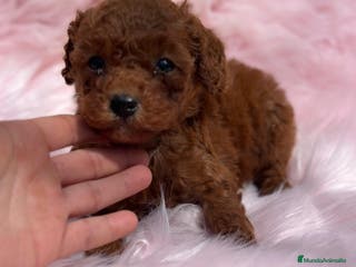 Caniche Toy perros Caniche rojo en Barcelona - Anuncio 10