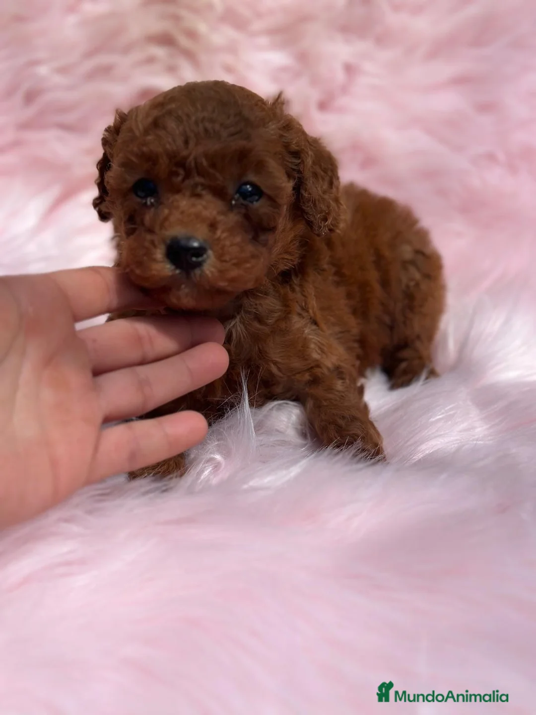 Caniche Toy perros en venta: Caniche rojo  en Barcelona - Anuncio 1