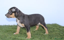 American Pit Bull Terrier perros en venta: American pitbull terrier mejor criadero de España  - Imagen 7