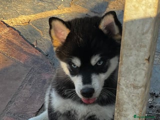 Pomsky perros - Anuncio 6