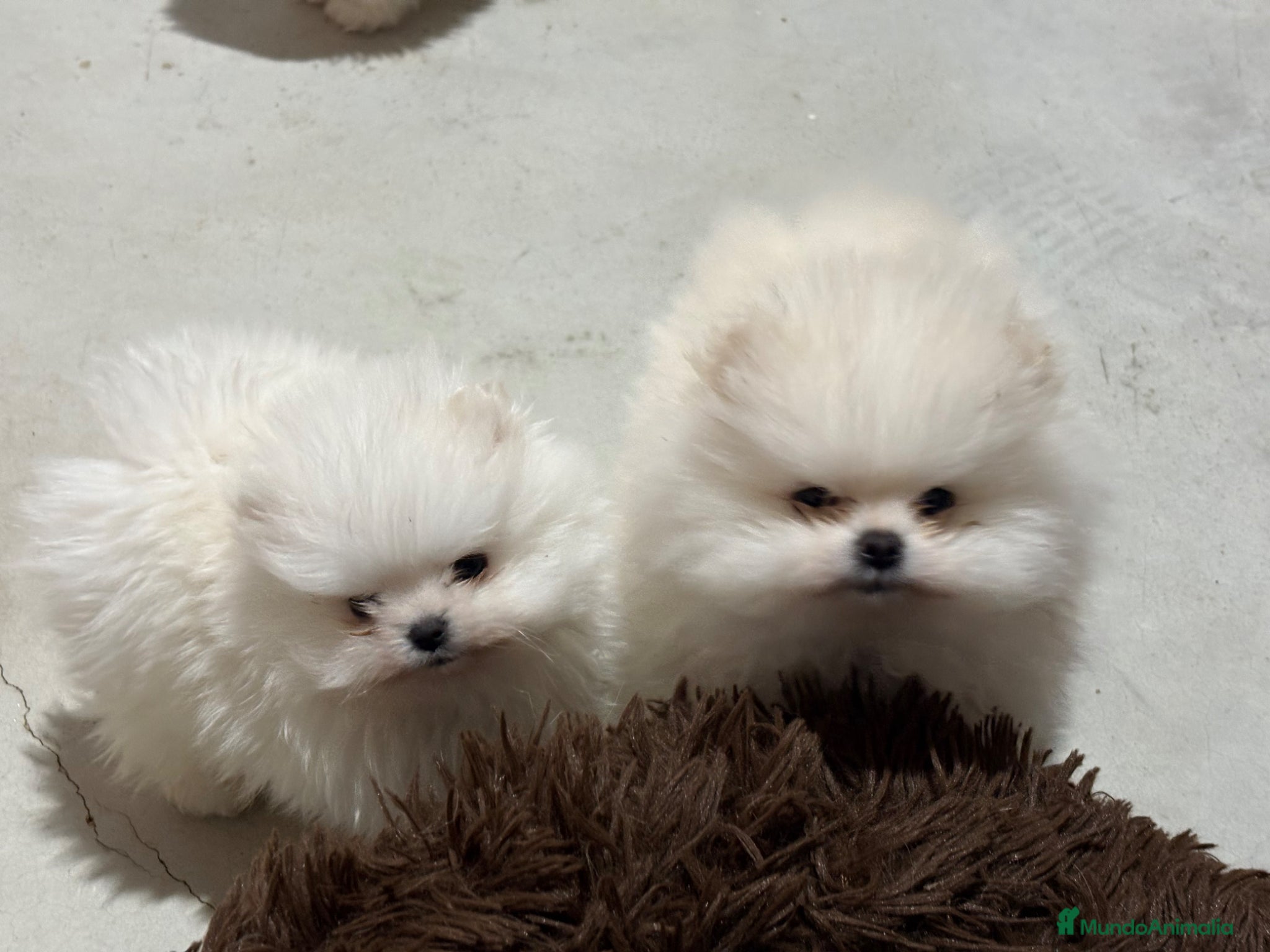 Pomerania perros Pomerania - Anuncio 2