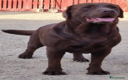 Labrador Retriever perros en venta: Labrador chocolate  - Imagen 3
