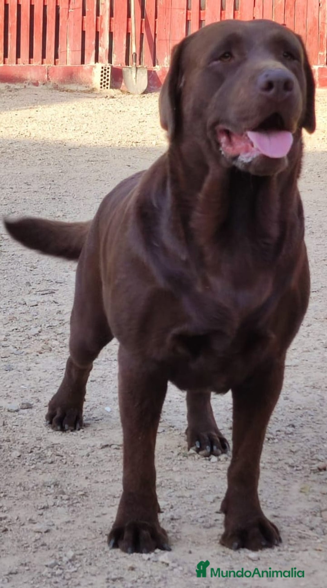 Labrador Retriever perros en venta: Labrador chocolate  - Imagen 3