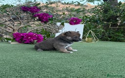 Shiba Inu perros en venta: Espectaculares Shiba Inu rojos y negro - Imagen 4