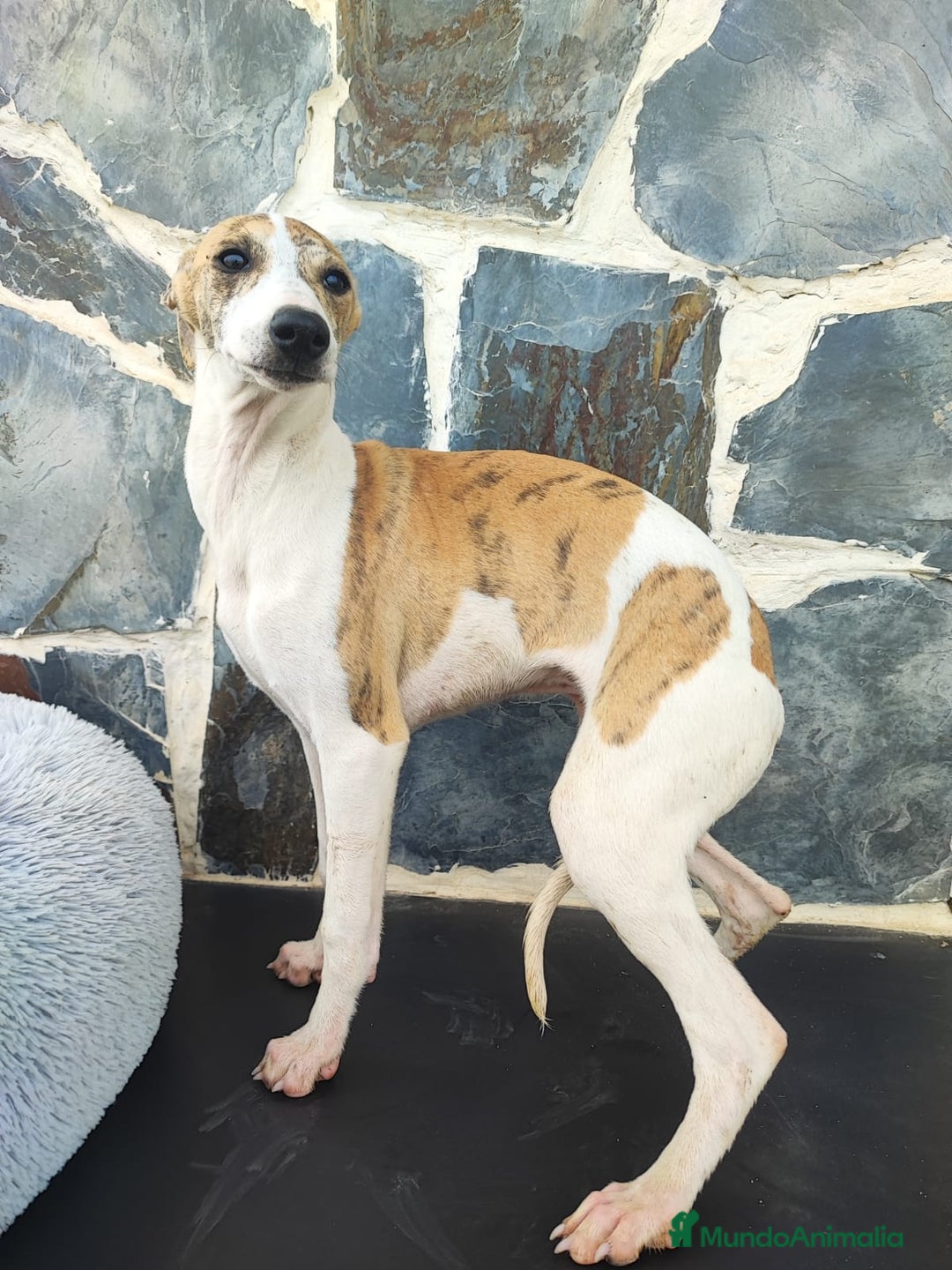 Whippet perros en venta: Whippet hembra - Anuncio 2