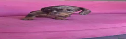 Teckel Miniatura perros en venta: Teckel Kanichen hembra Arlequín chocolate 🍫 - Anuncio 4