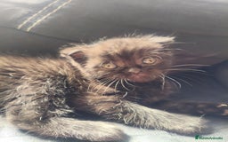 Británico de Pelo Corto gatos en venta: British y scottish fold chocolate  - Imagen 4