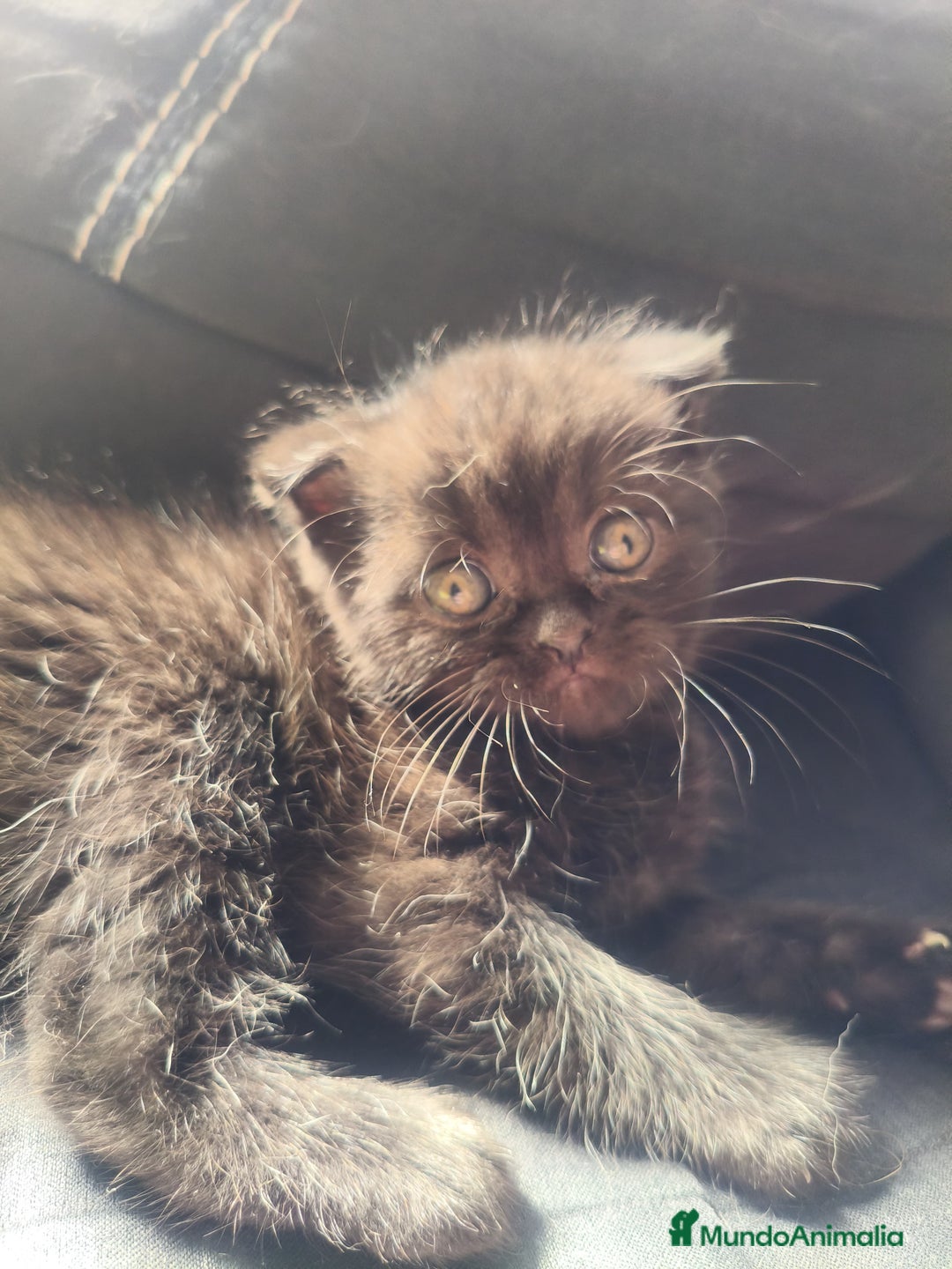 Británico de Pelo Corto gatos en venta: British y scottish fold chocolate  - Imagen 4